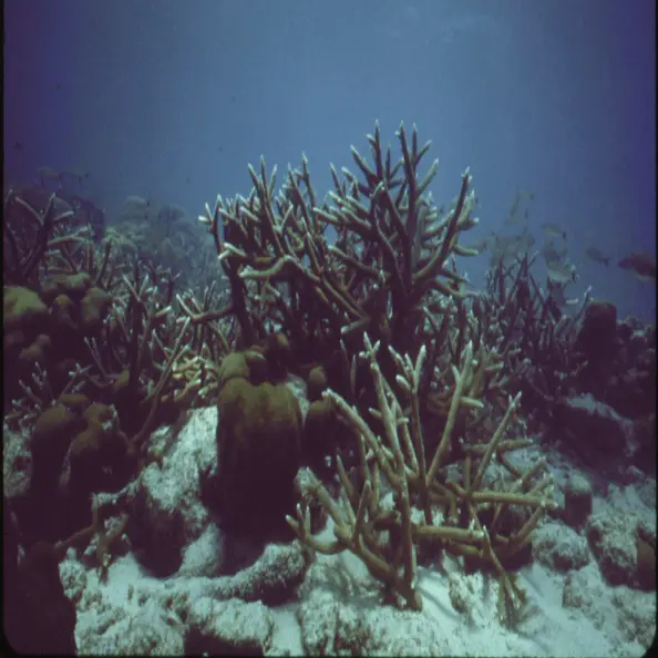 Scorcio di profondità oceanica.