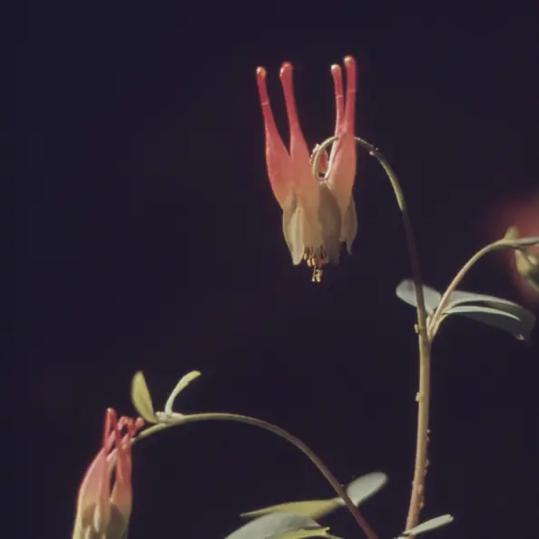 Dettaglio di due fiori su sfondo scuro.