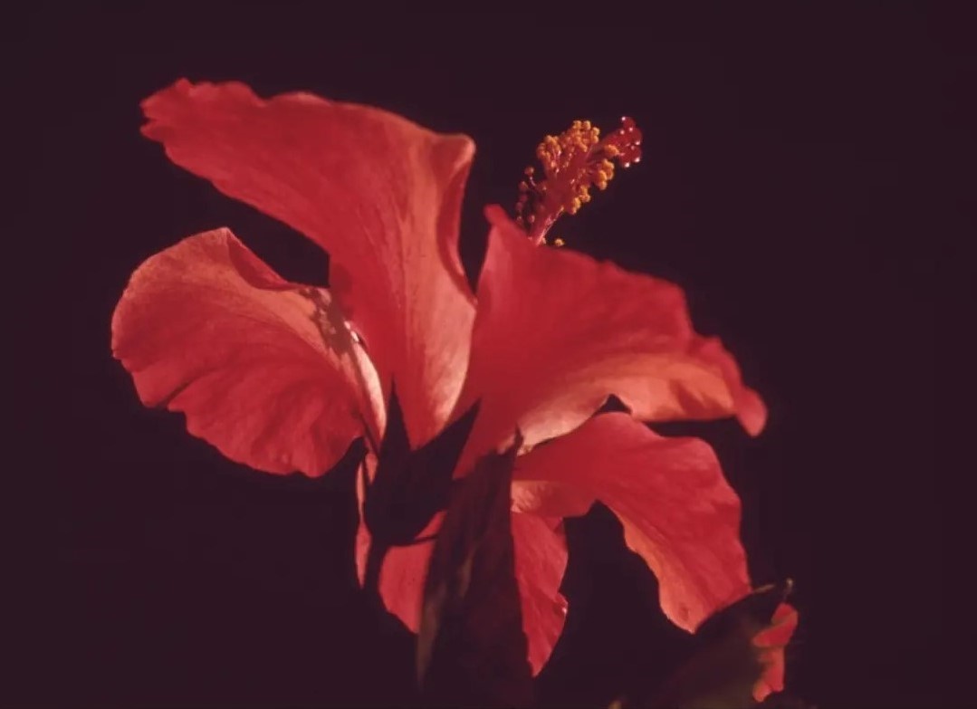 Foto di un fiore rosso in primo piano.